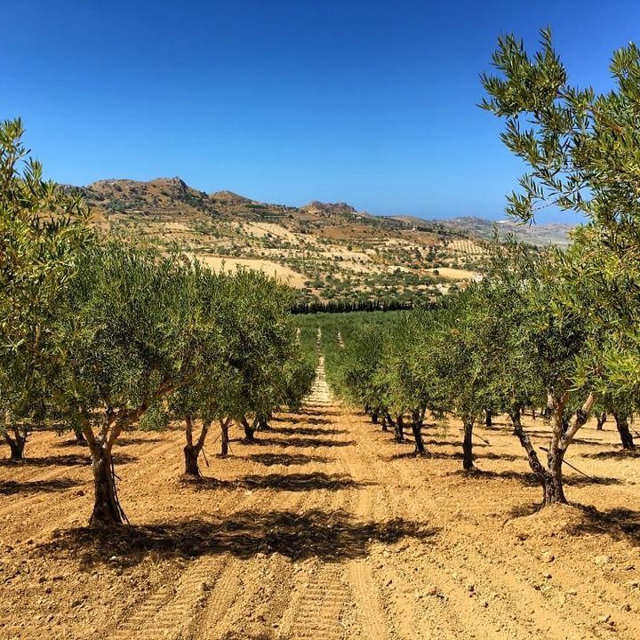  マンドラノーバはシチリア島の南沿岸部、パルマ・ディ・モンテキァーロでオリーブとアーモンドを造る家族経営の農家です。無農薬栽培と革新的な技術の投入で、高品質なオリーブオイルを手掛けていることで定評があります。