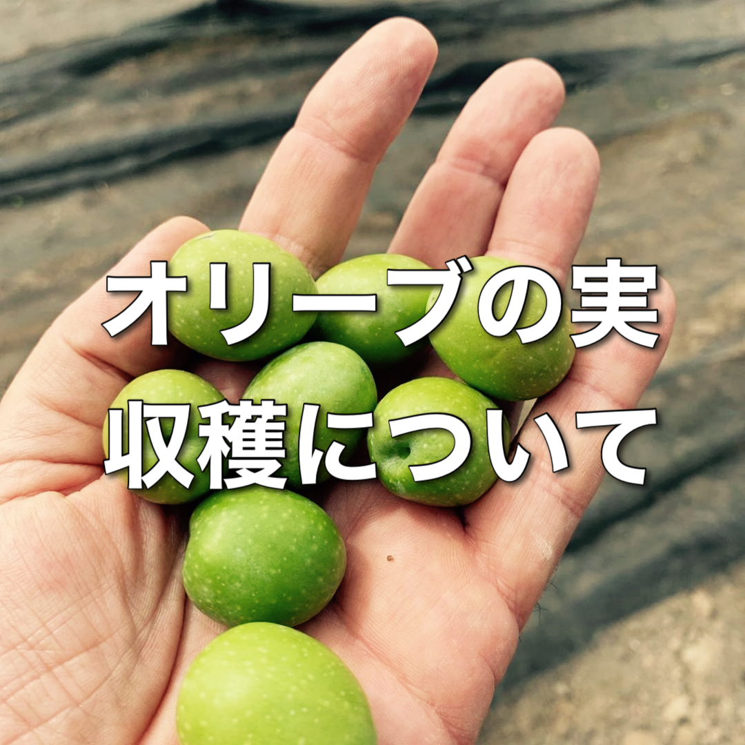 オリーブの収穫